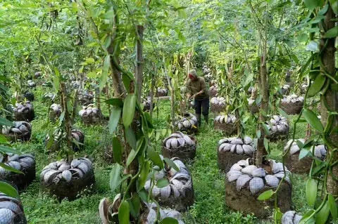 L’Histoire Fascinante de la Gousse de Vanille — Des Aztèques à Madagascar - Or noir vanilla