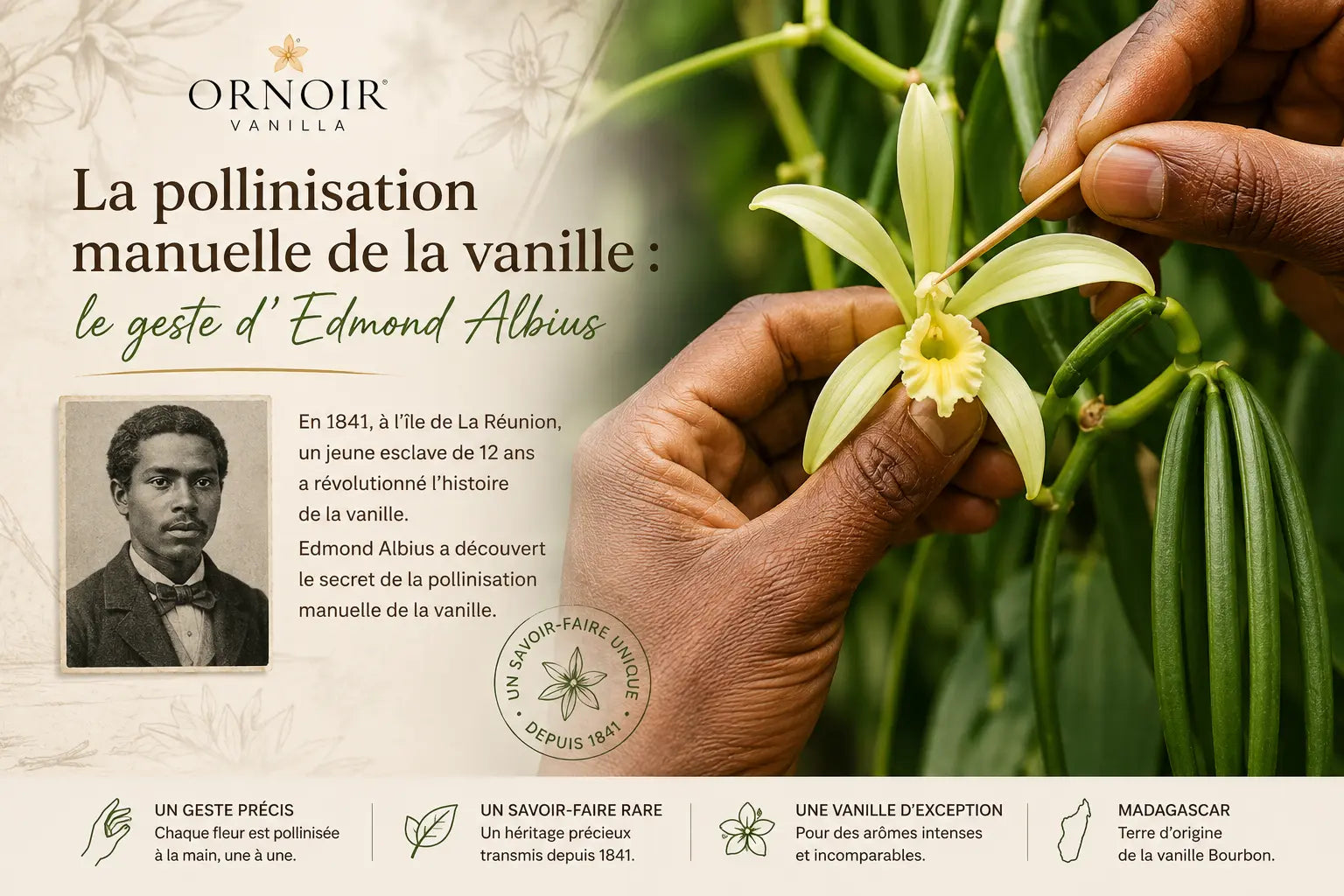 La pollinisation manuelle de la vanille : le geste d'Edmond Albius