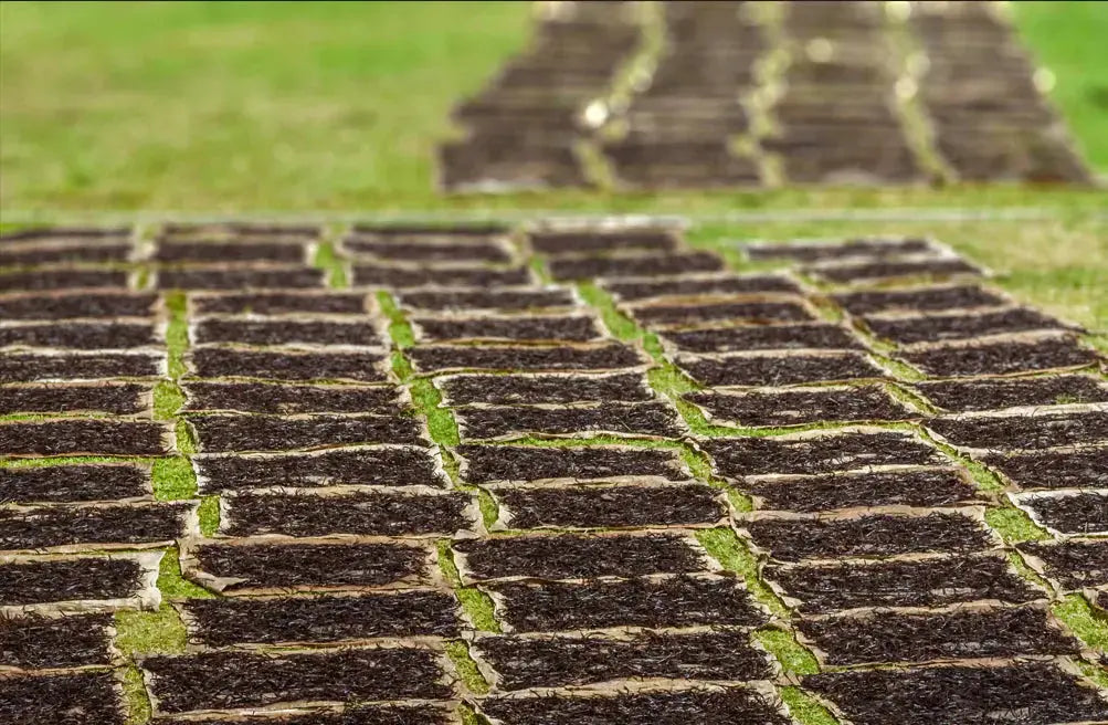 🌱 🌱Qu’est-ce que la Madagascar Green Campaign et quel impact sur la vanille de Madagascar ? - Or noir vanilla