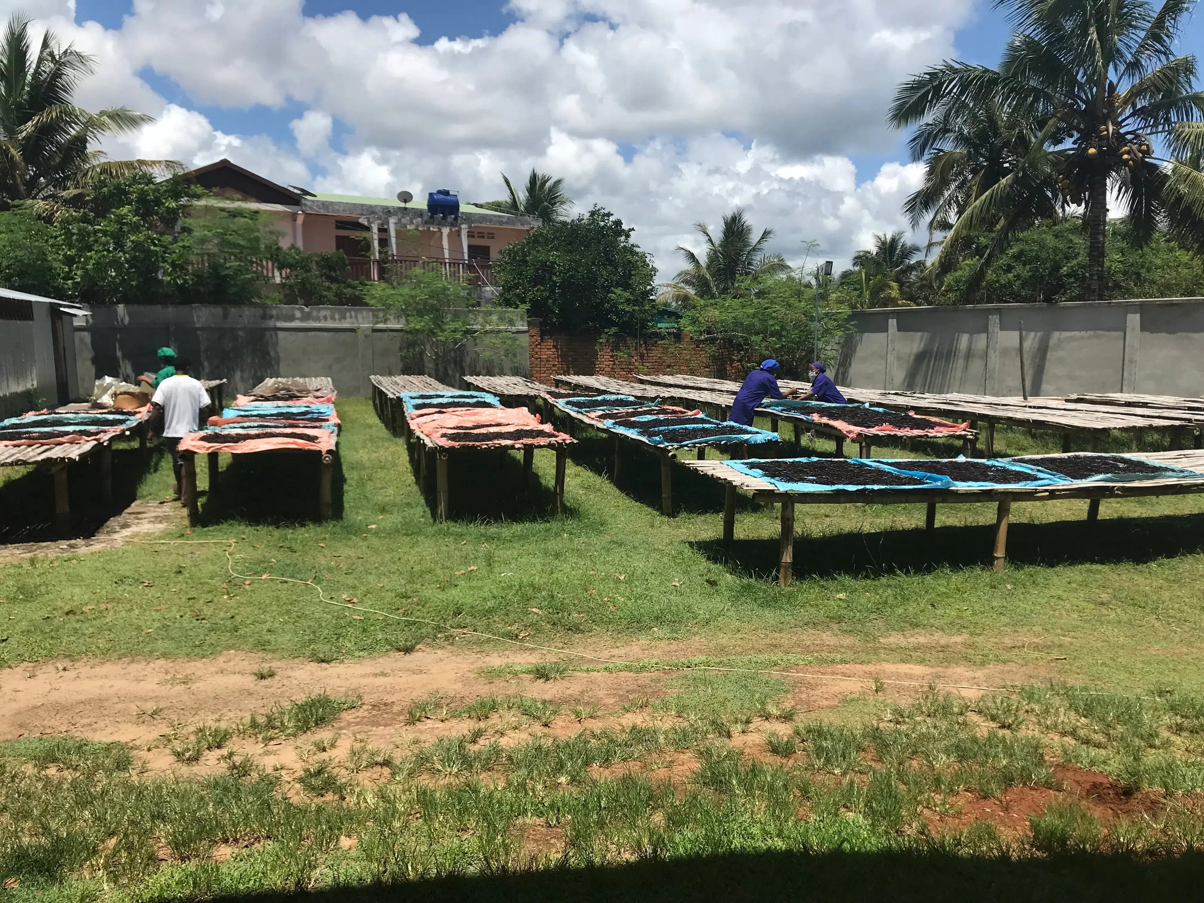 La région SAVA à Madagascar : le berceau de la vanille Bourbon